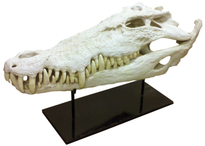 Alligator Clipart (740x740), Png Download