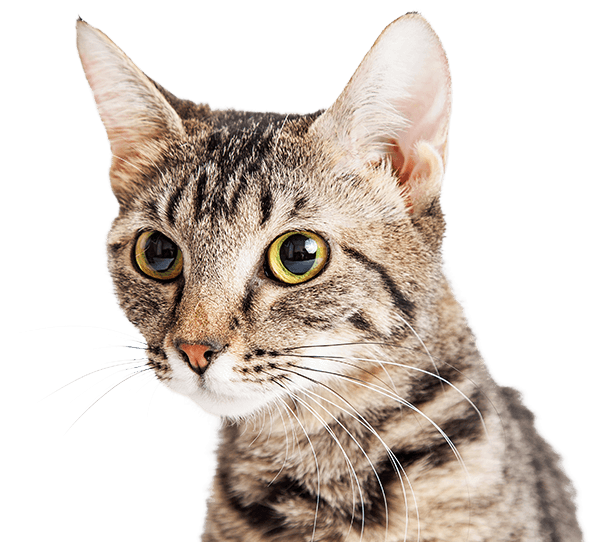 4 Cats Png - Cat Looking To The Side Clipart (640x550), Png Download