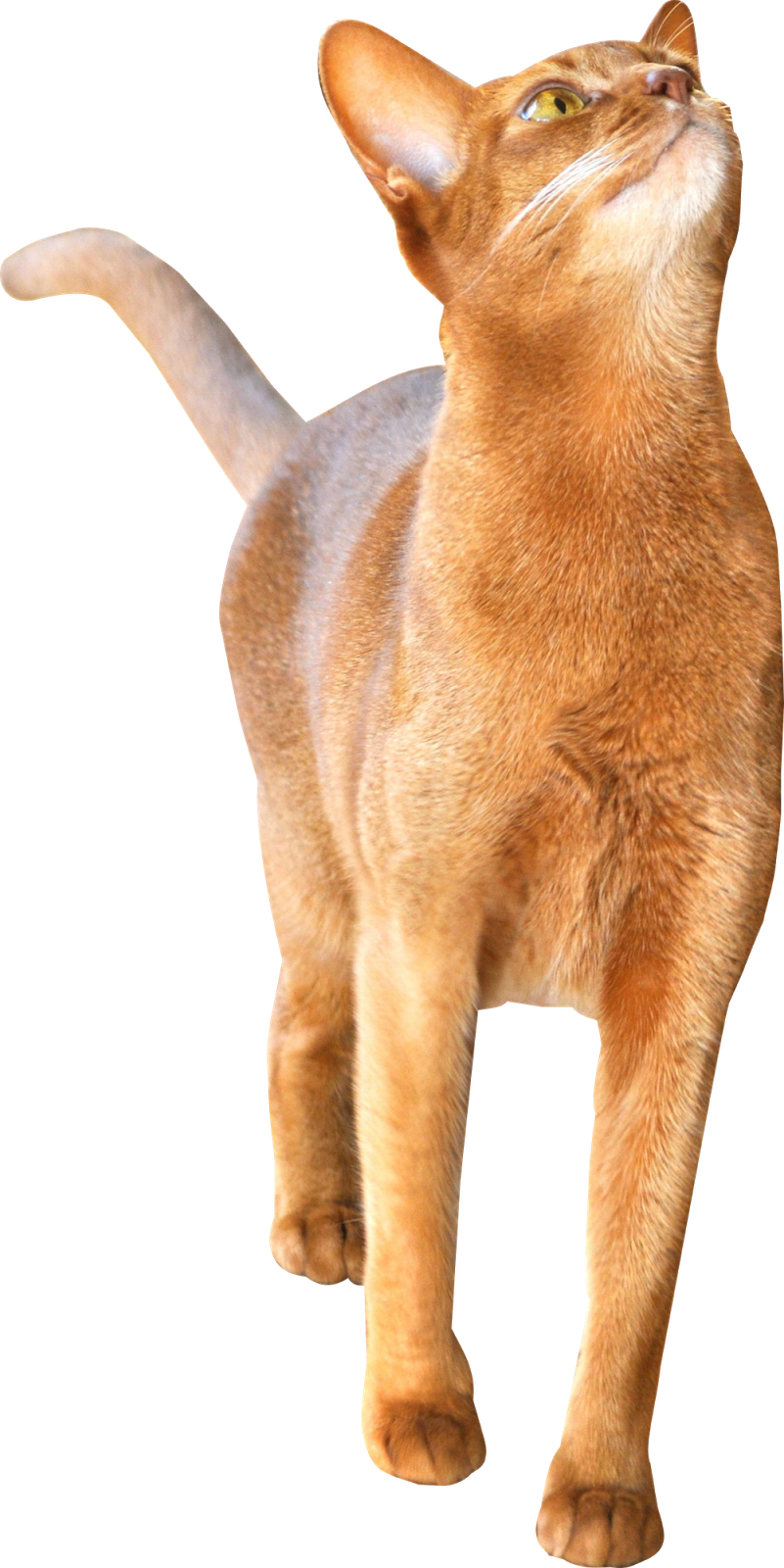 Free Digital Cat Png - Abyssinian Clipart (801x1600), Png Download