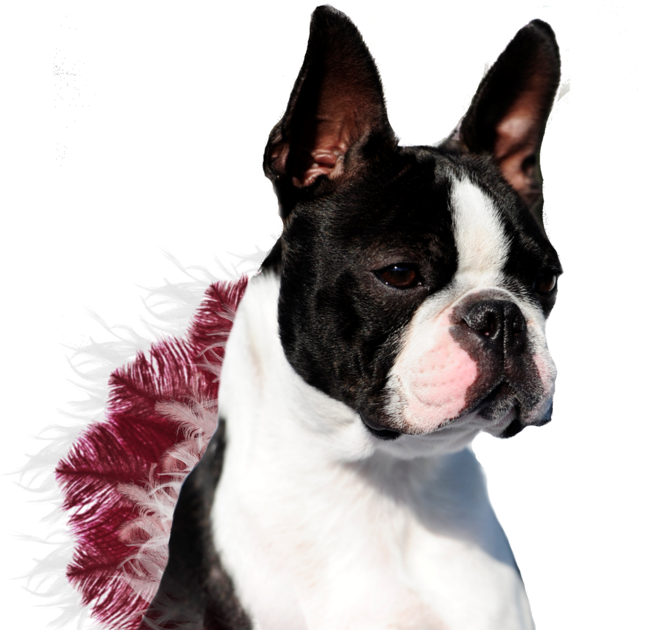 Boston Terrier Clipart (2167x2038), Png Download