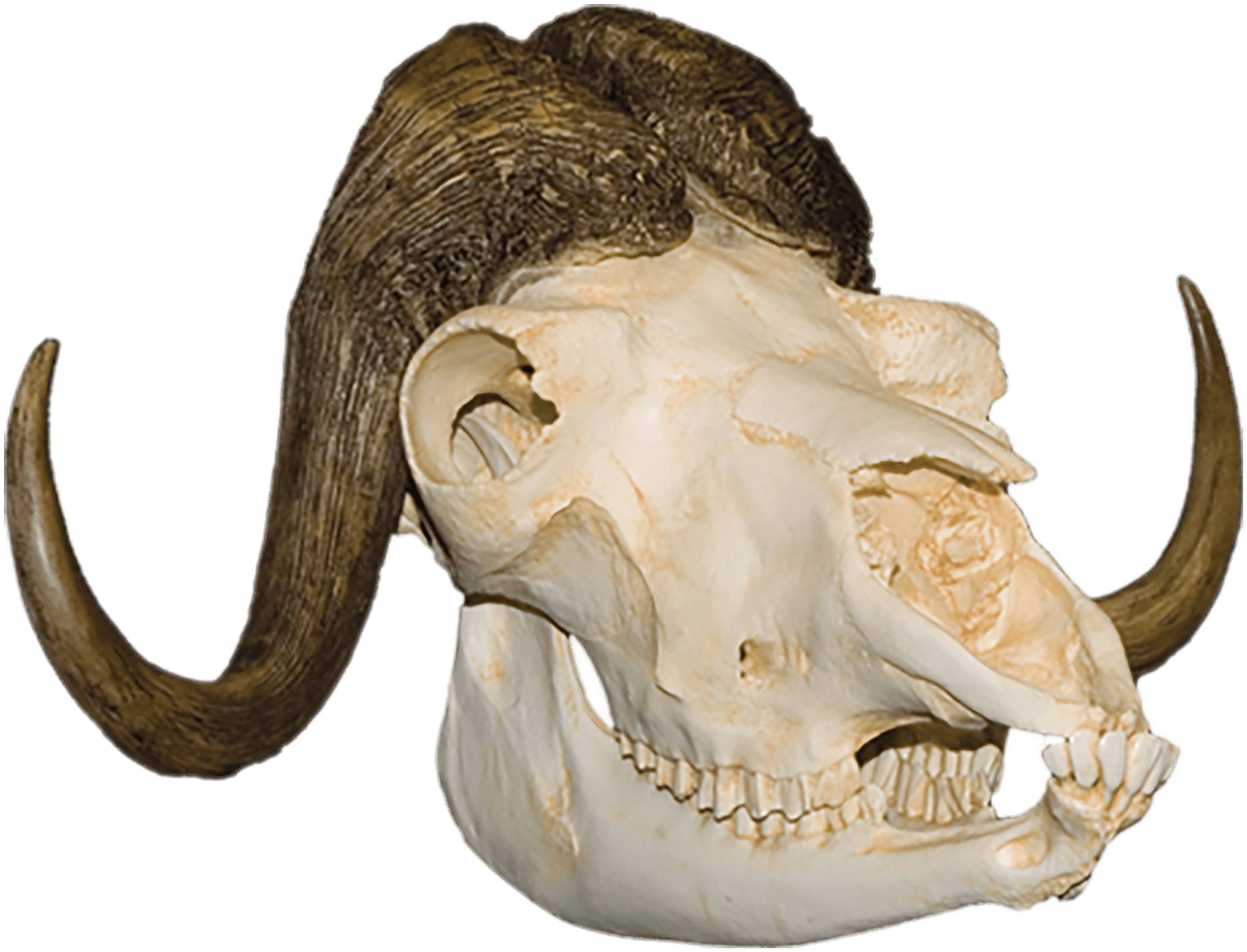 Download - Skull Clipart (3000x3000), Png Download