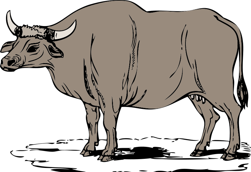 Thumb Image - Ox Clipart - Png Download (800x548), Png Download