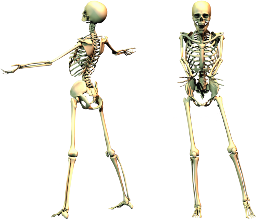 Spooky Skeleton Png Clipart (1013x788), Png Download