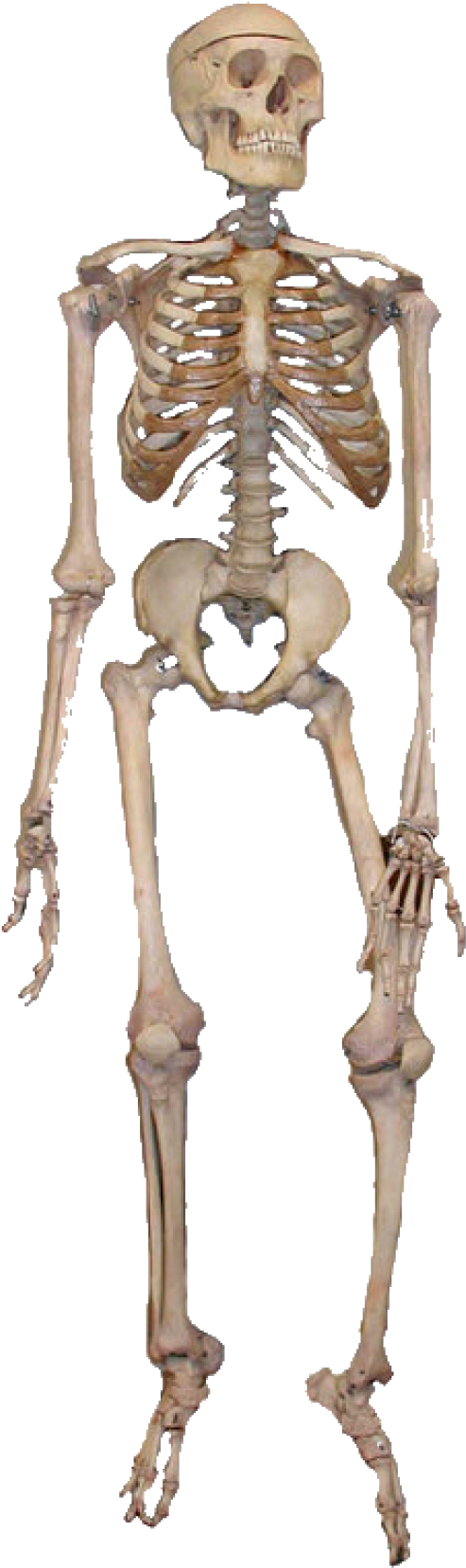 Skeleton Png Free Download - Full Diagram Of The Bones Of The Human Body Clipart (600x1704), Png Download