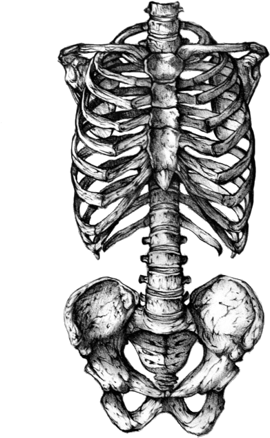 Skeleton Png Tumblr - Rib Cage Skeleton Tattoo Clipart (467x700), Png Download