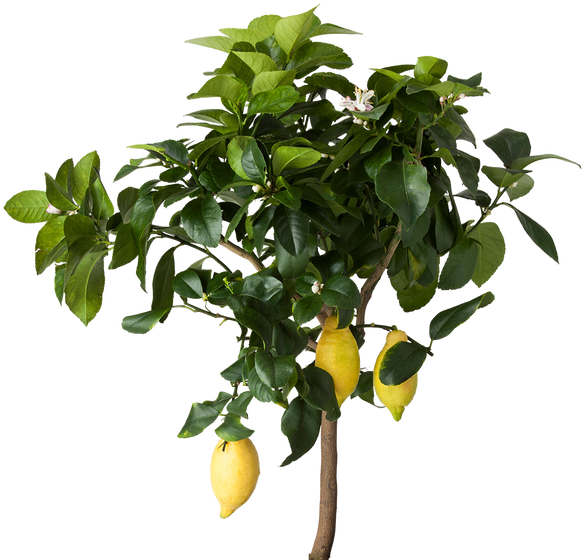 Images Of Spacehero Png Free Cutouts For - Lemon Tree Transparent Background Clipart (640x640), Png Download