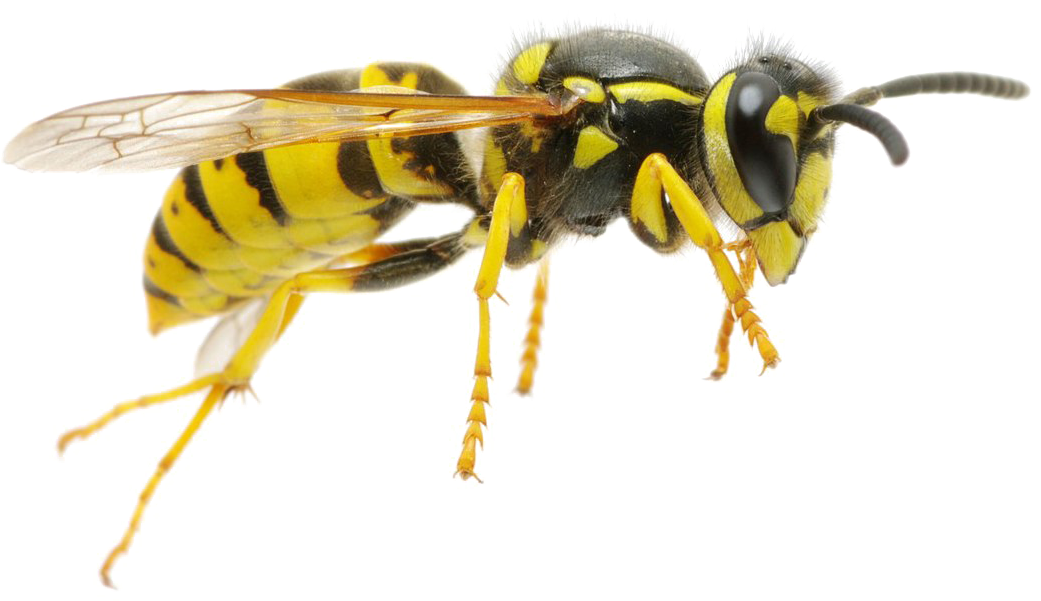 Wasp Png Transparent Image Clipart (1041x601), Png Download