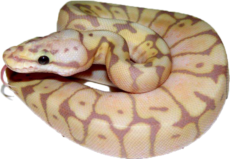 Coral-bee - Coral Bee Clipart (800x564), Png Download