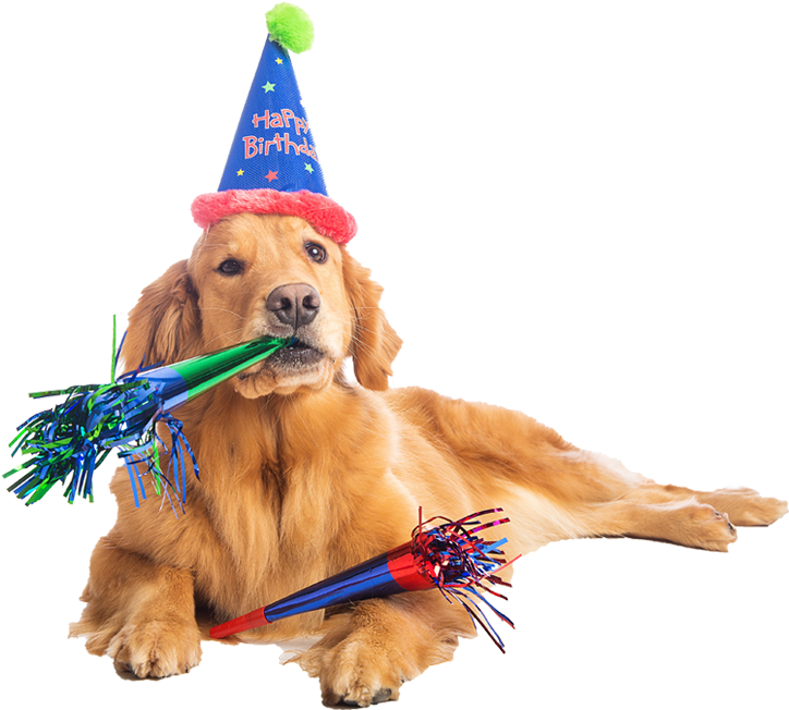 Birthday Dog Png Transparent Birthday Dog - Birthday Dog Clipart (1000x667), Png Download