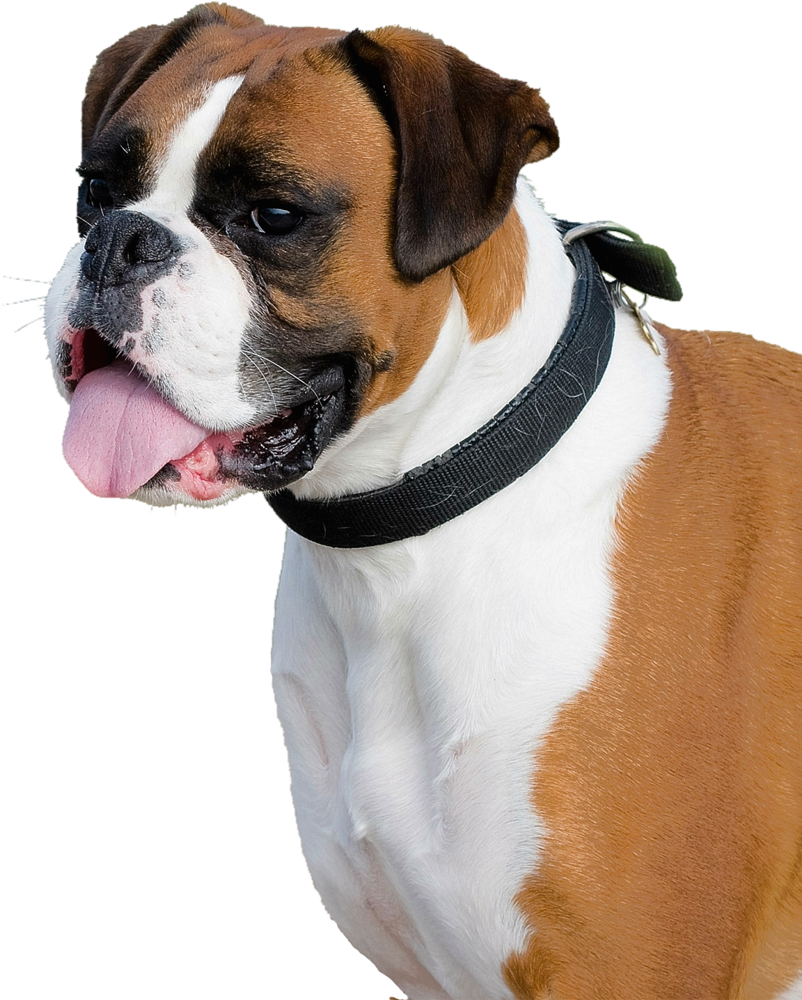 Boxer Dog Png Transparent Image - Dog Png Clipart (1250x1478), Png Download