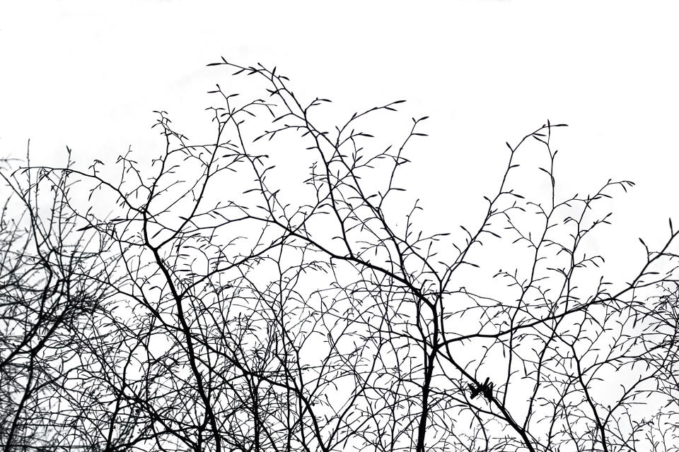Aesthetic, Isolated, Nature, Tree, Cut Out, Autumn - Black And White Fall Aesthetic Clipart (960x640), Png Download