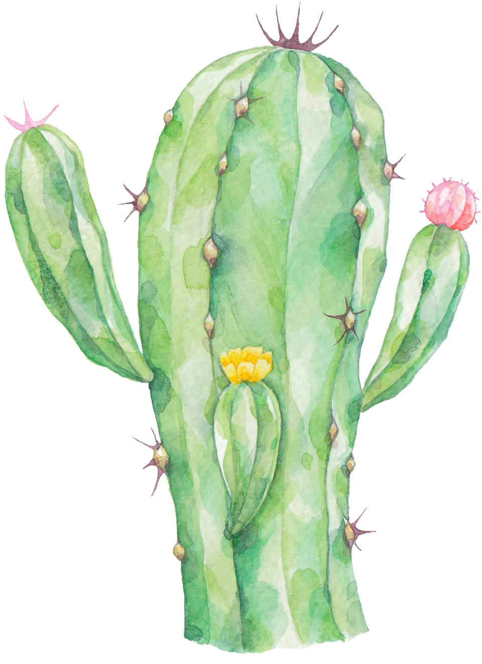 Radiation Proof Cactus Png Transparent Clipart (960x1321), Png Download