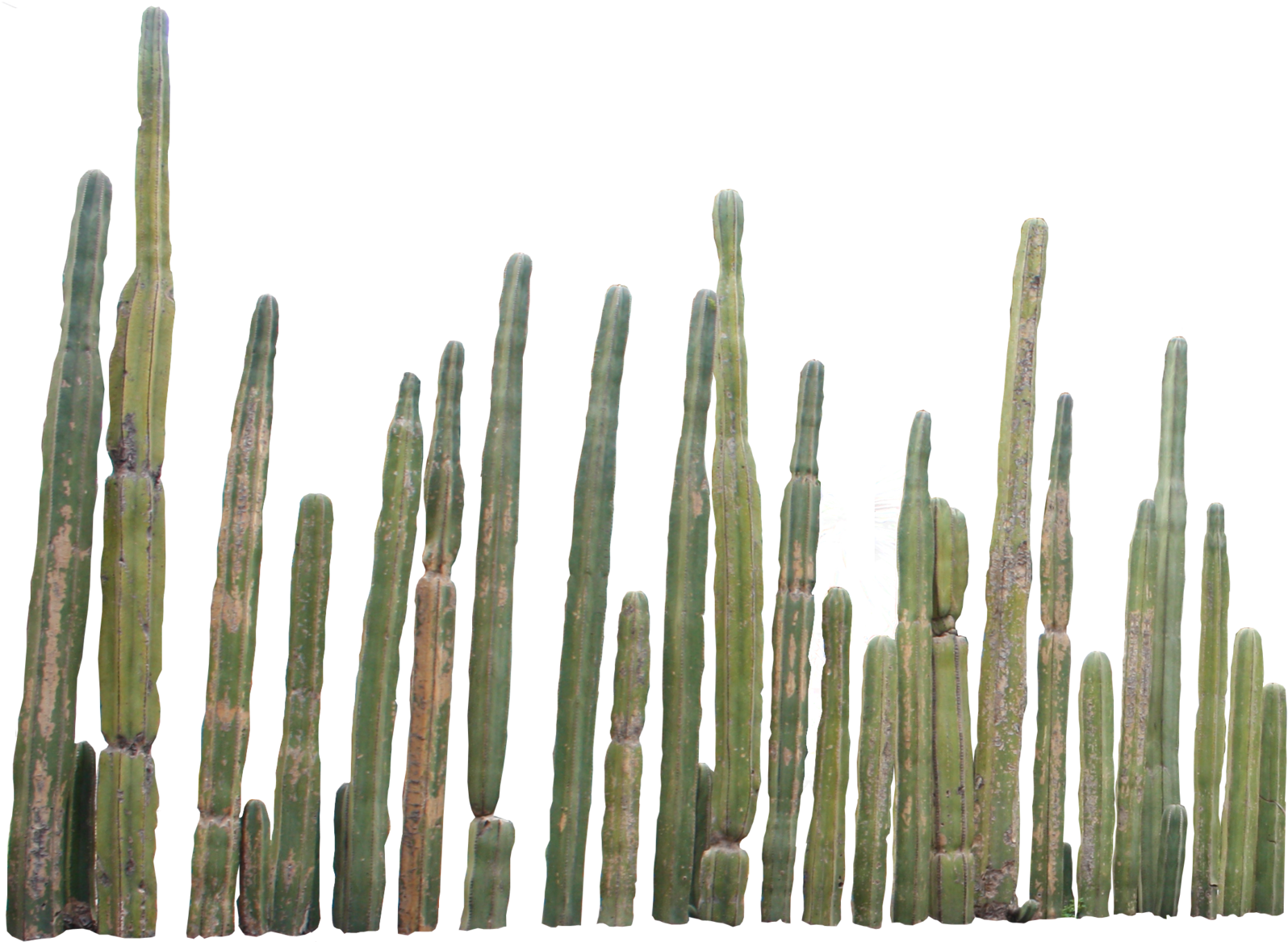 Cactus Png Picture - Cactus Png Clipart (1041x767), Png Download