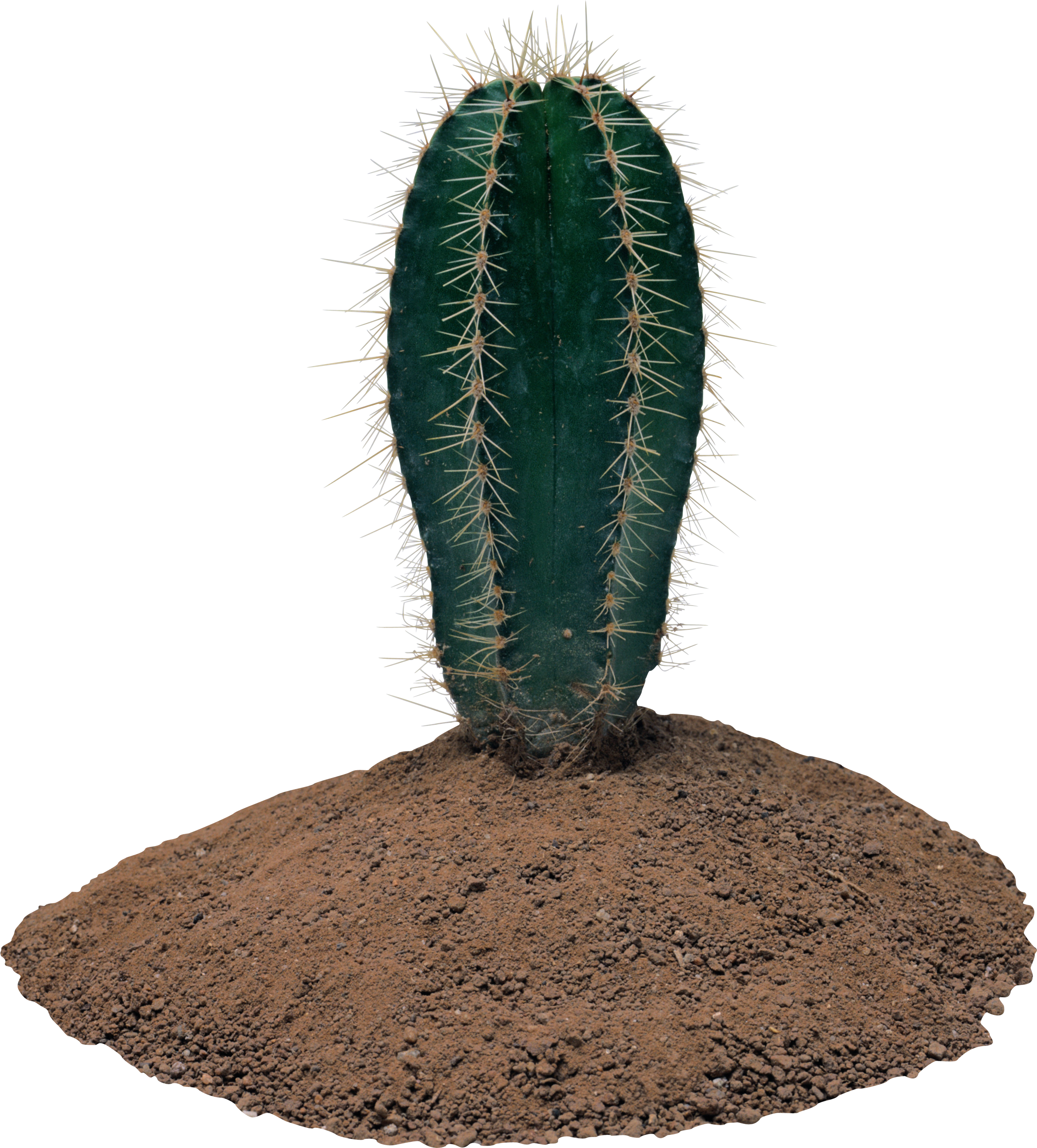 Cactus Clipart (2530x2802), Png Download