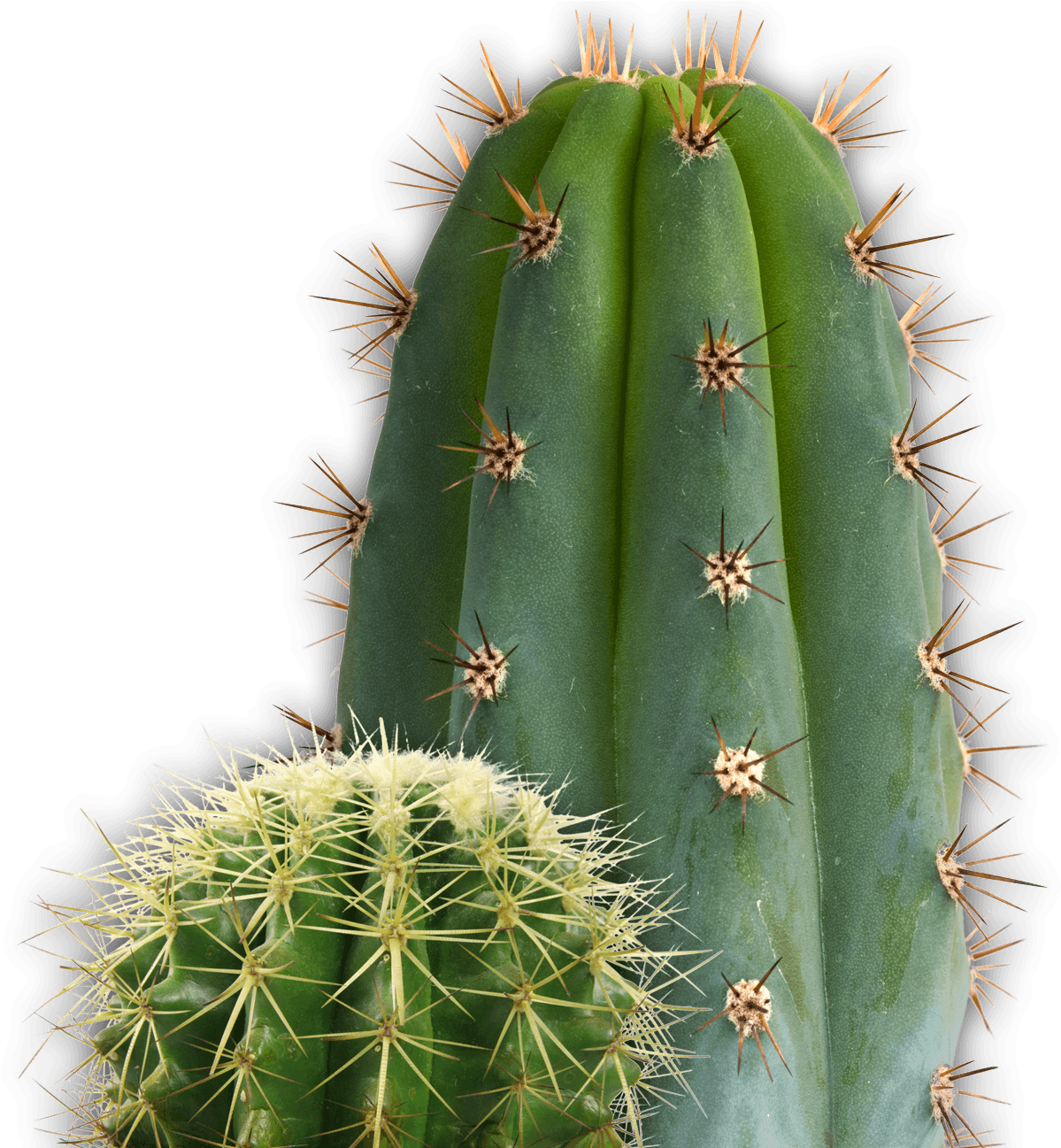 Download - Cactus Png Transparent Clipart (1221x1296), Png Download