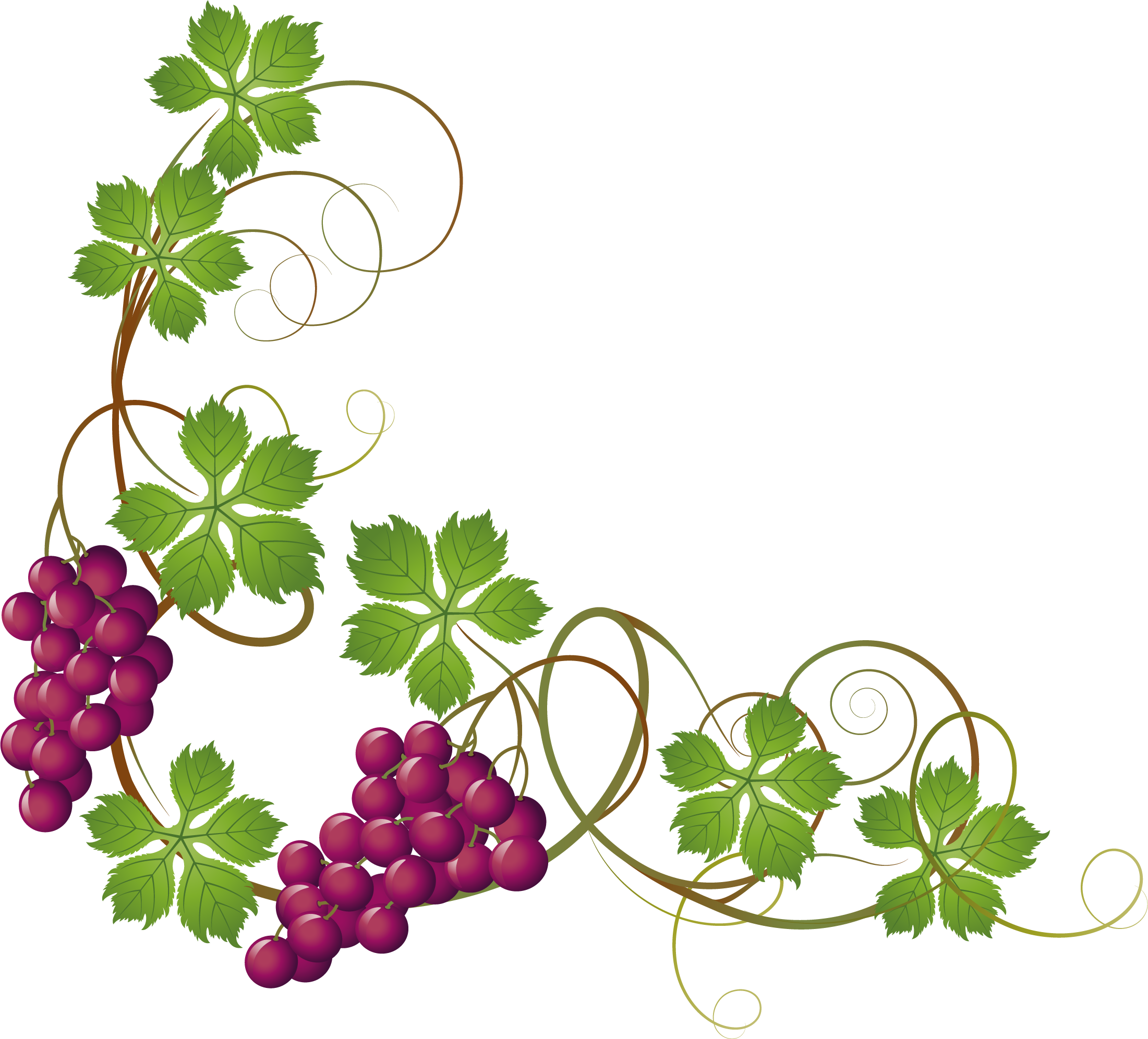 Png Freeuse Download Common Grape Vine Grape Leaves - Wine Grapes Clip Art Transparent Png (2201x1993), Png Download