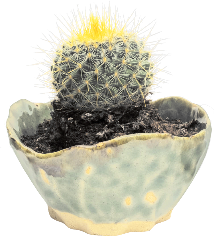 Hedgehog Cactus Clipart (910x917), Png Download
