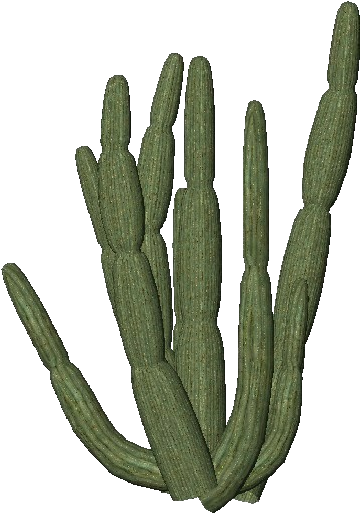 Cactus Transparent Png Images Free Download Organ Pipe - Organ Pipe Cactus Png Clipart (750x527), Png Download