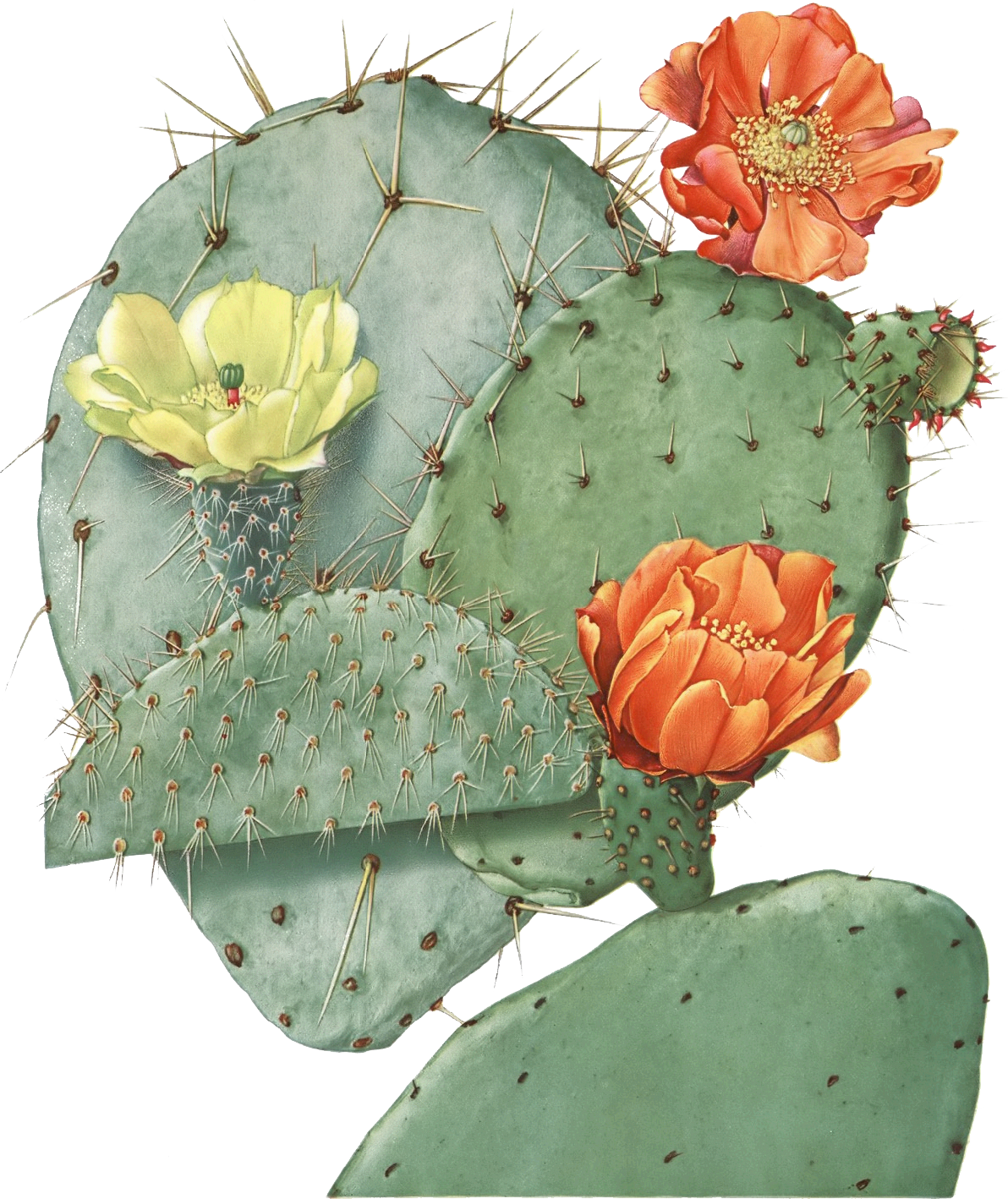Opuntia22 Filtered Tk Cactus Blossoms, Cactus Flower, - Opuntia Ficus Indica Clipart (1192x1418), Png Download