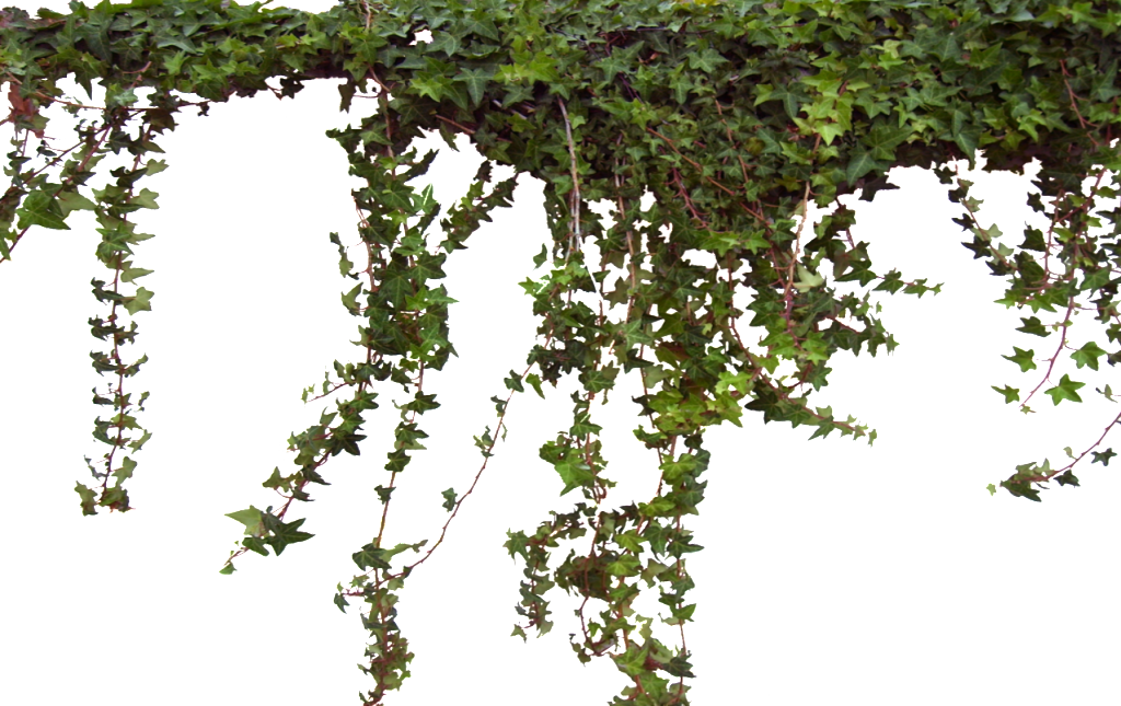 Photo Ivy0062 4 L 1 1 - Plantas Png Clipart (1024x645), Png Download