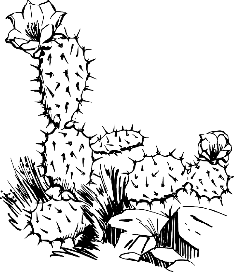 Cactus Png Image Background - Cactus Clip Art Transparent Png (800x932), Png Download