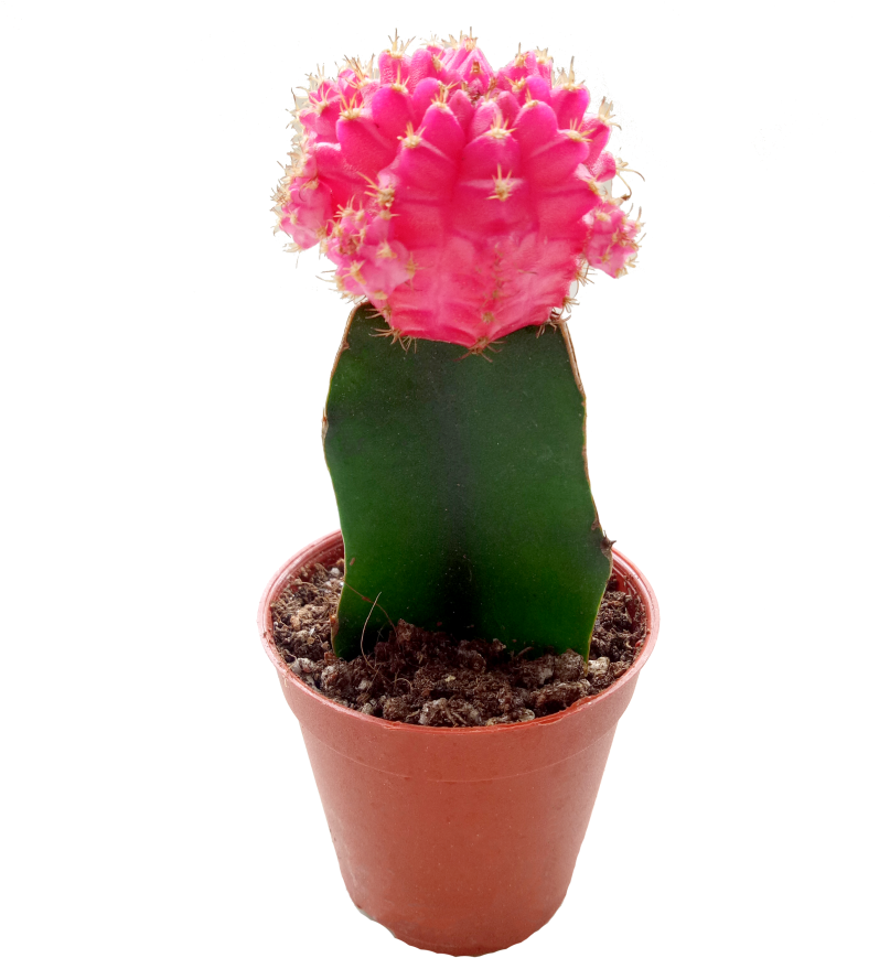 Weberocereus Clipart (910x1155), Png Download