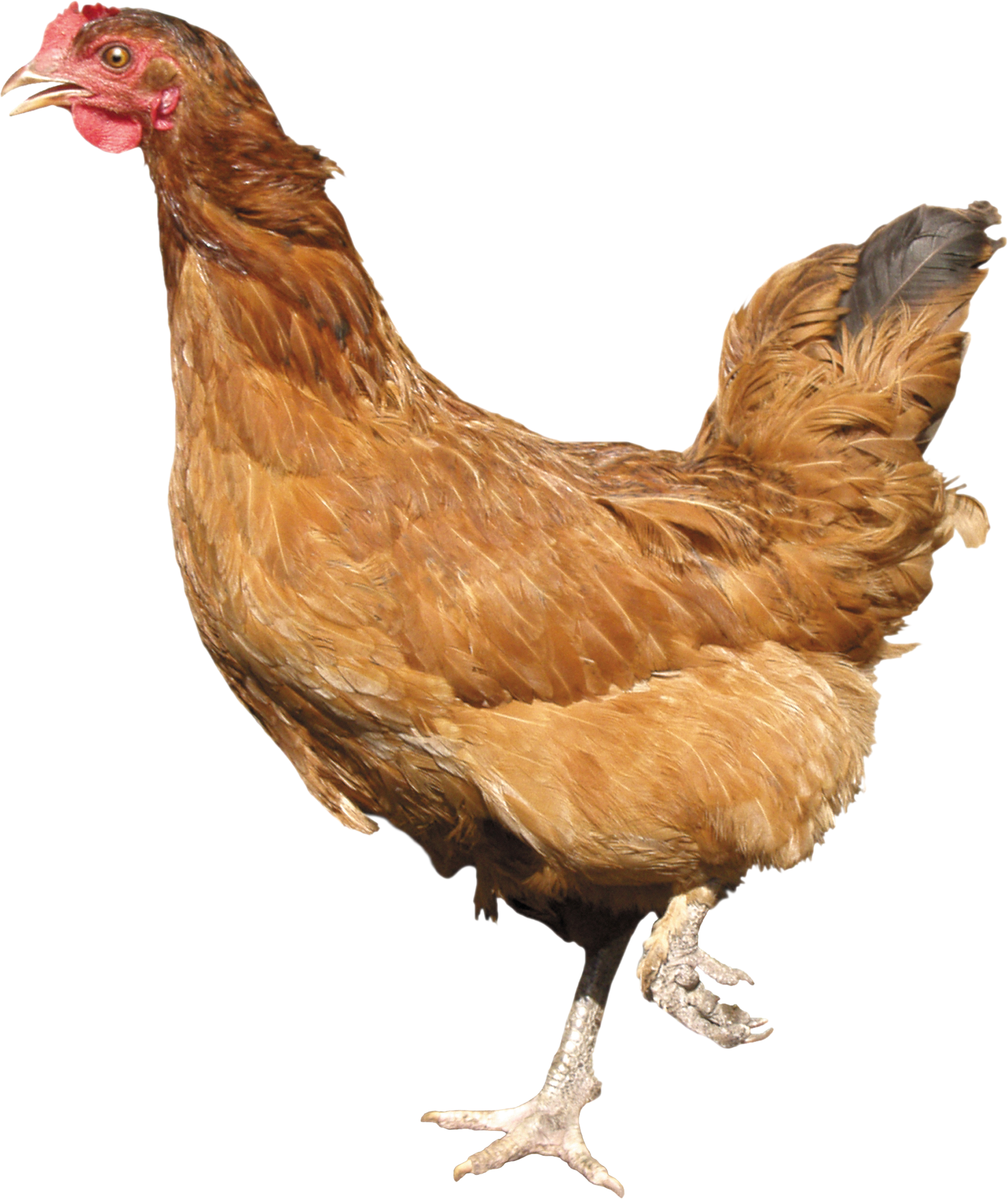 Chicken Png Image - Chicken Png Clipart (1910x2272), Png Download