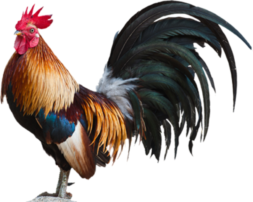 980 X 784 52 - Cock Hd Png Clipart (980x784), Png Download