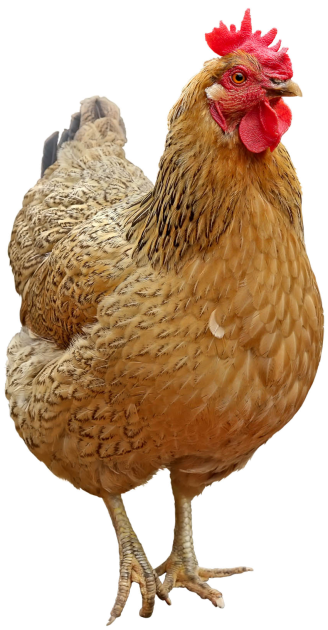 Chicken - Transparent Background Chicken Png Clipart (866x650), Png Download