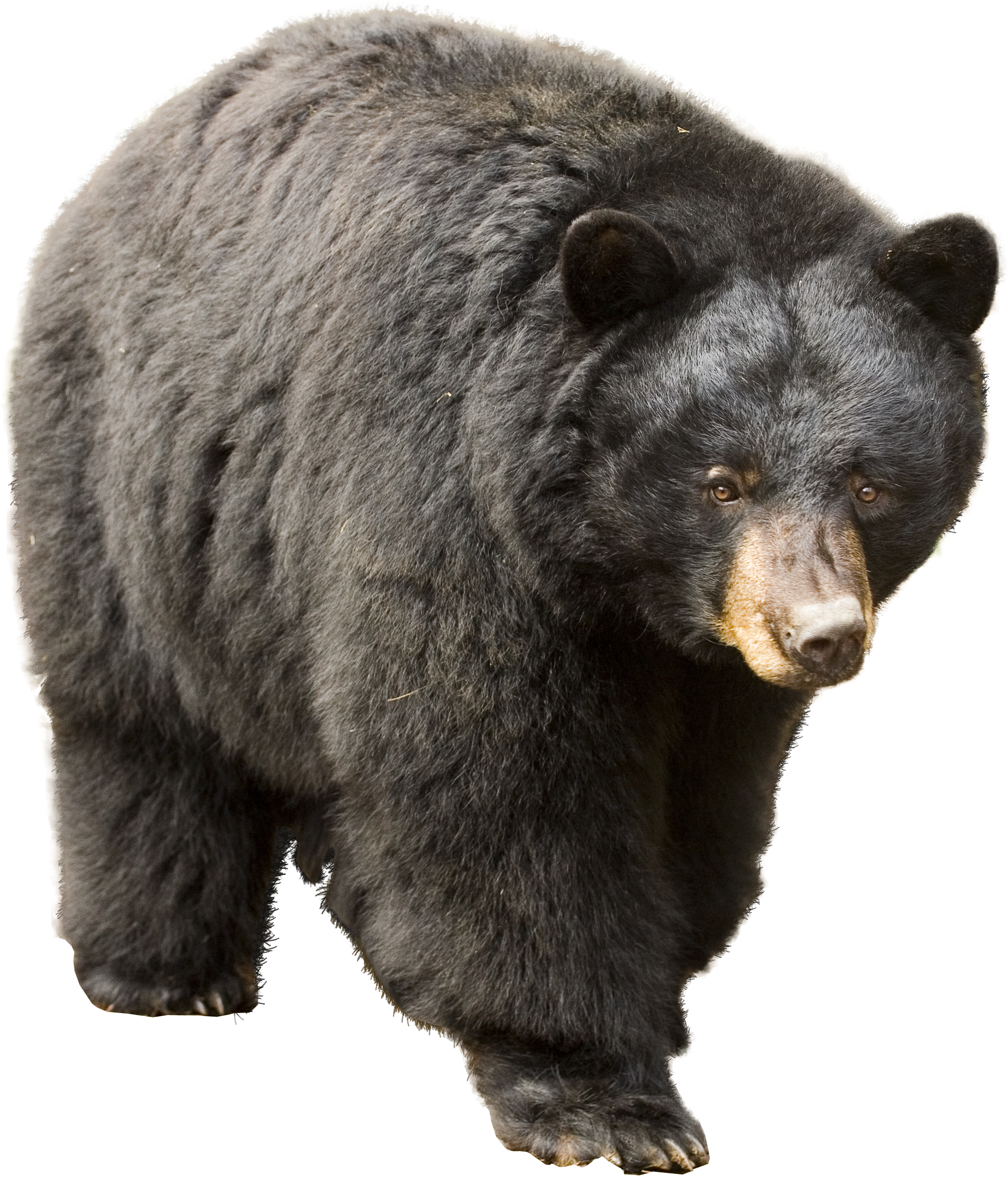 American Black Bear Png Clipart (3364x2644), Png Download