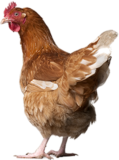 Chicken Png Icon - Free Range Eggs Nz Clipart (600x642), Png Download