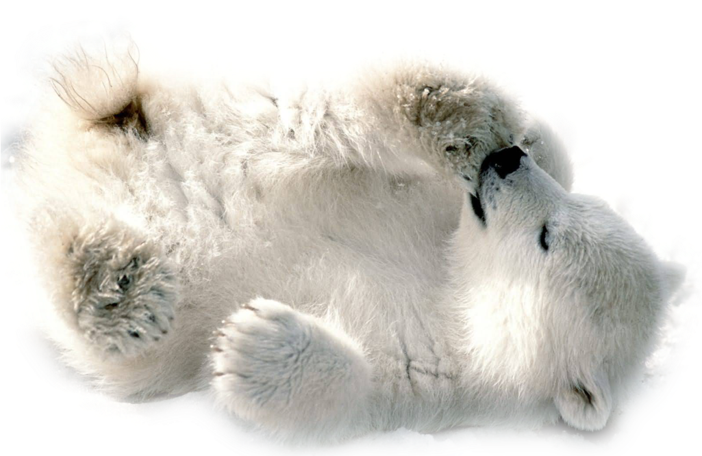 Download Polar Bear Png Transparent Images Transparent - Baby Polar Bear Transparent Clipart (1024x768), Png Download