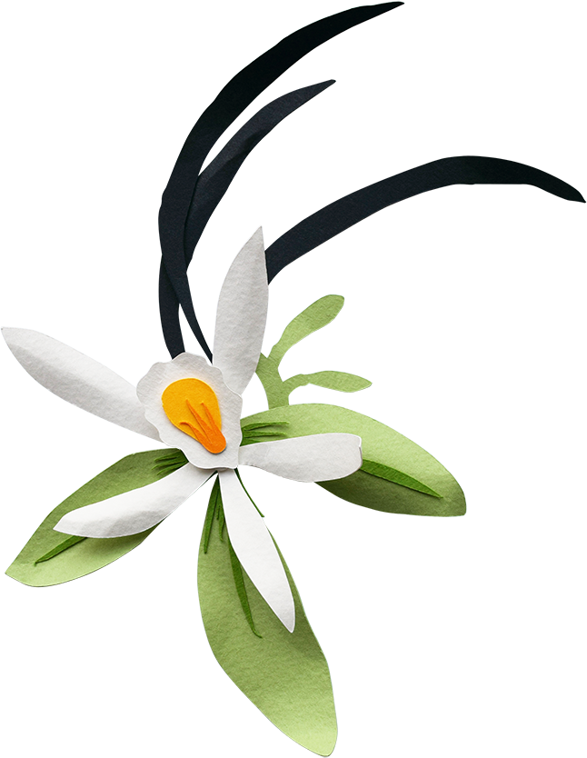 Bird Of Paradise Clipart (646x834), Png Download