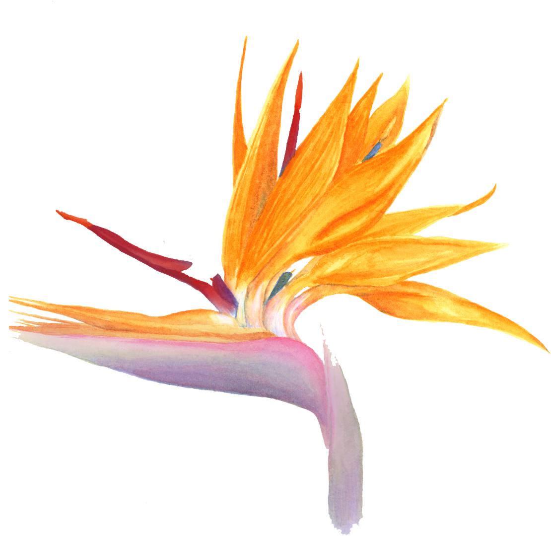 Bird Of Paradise Flower Png Watercolor Clipart (1392x1202), Png Download