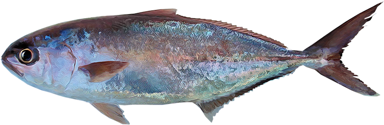 Seriola Peruana - Peces En El Mar Png Clipart (850x371), Png Download