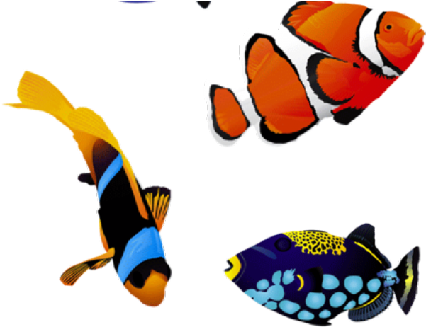 Aquarium Fish Png Clipart (640x480), Png Download