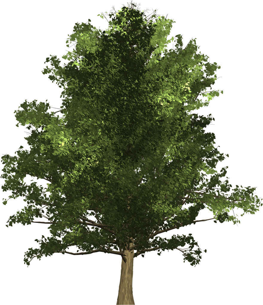 Oak , Png Download - Oak Clipart (880x1021), Png Download