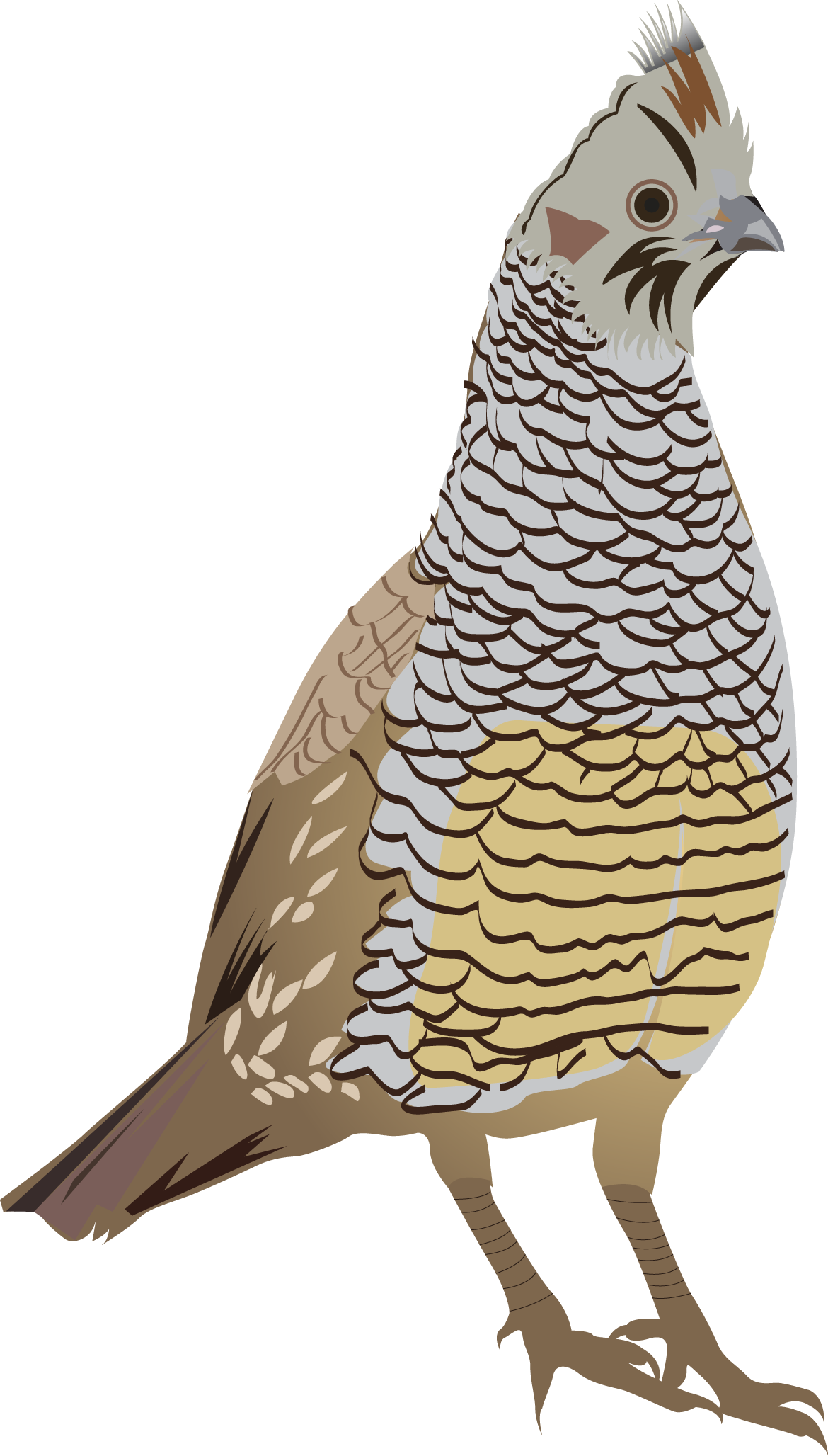 Scaled Quail - Quail Clipart (1170x2056), Png Download