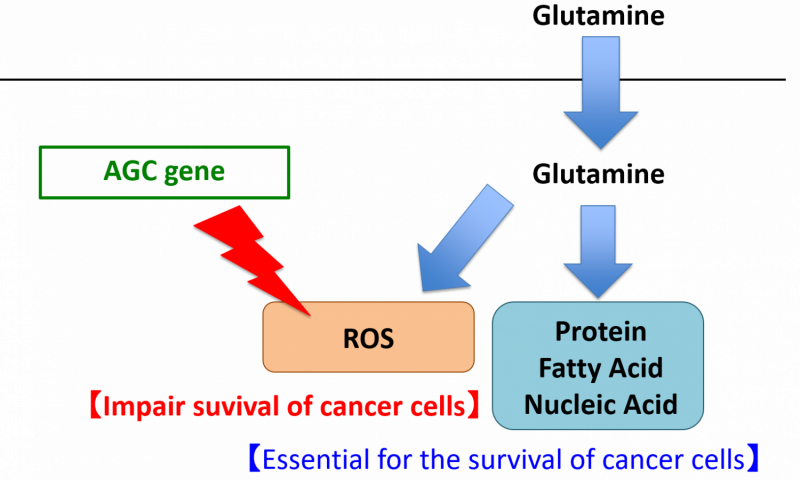 Cancer And Glutamine Clipart (800x480), Png Download