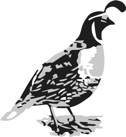 Cropped-quail - Quail Illustration Clipart (612x540), Png Download