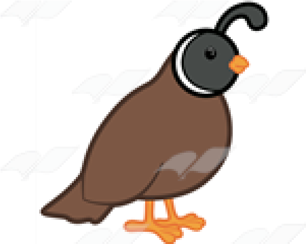 Cute Quail Clipart - Png Download (640x480), Png Download