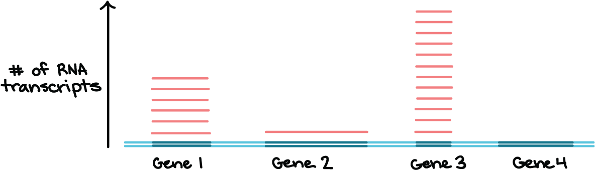 Genes Png , Png Download - Orange Clipart (1184x339), Png Download