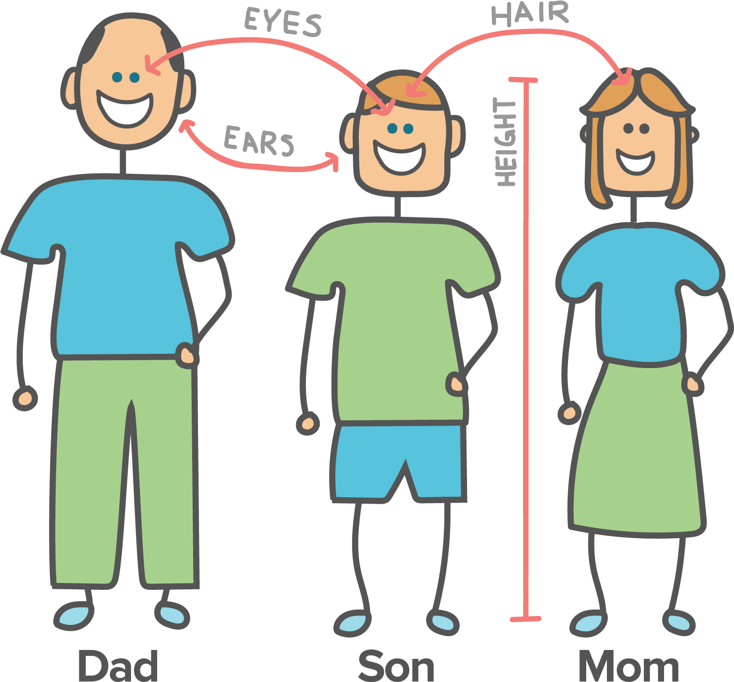 Cartoon Showing How A Son Acquires Eye Color And Height - Genes From Parents To Child Clipart (1489x1410), Png Download