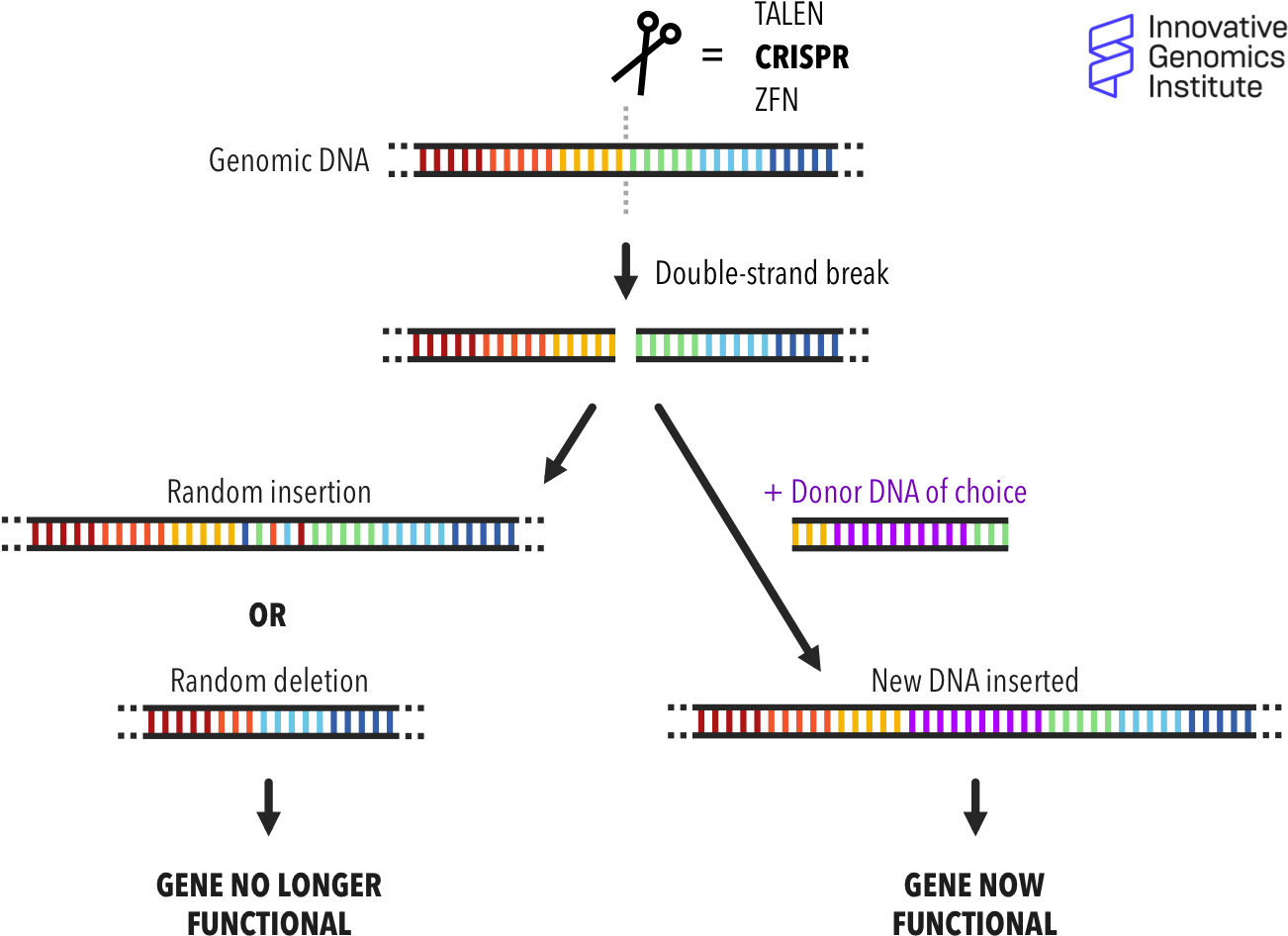 How Does Genome Editing Work - Does End Repair Work Clipart (1307x1053), Png Download