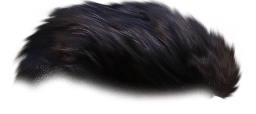 Hair Png - Marine Mammal Clipart (888x375), Png Download