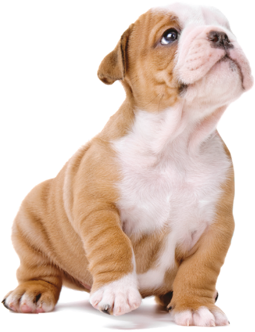 Imagens De Cachorro Em Png - Imagens De Cachorro Png Clipart (498x649), Png Download