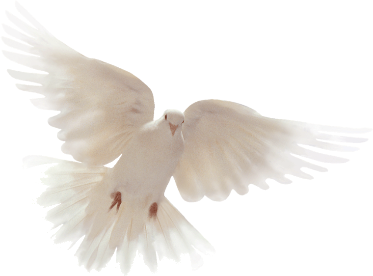 Palomas Png - Symbol Of The Holy Spirit Dove Clipart (958x680), Png Download