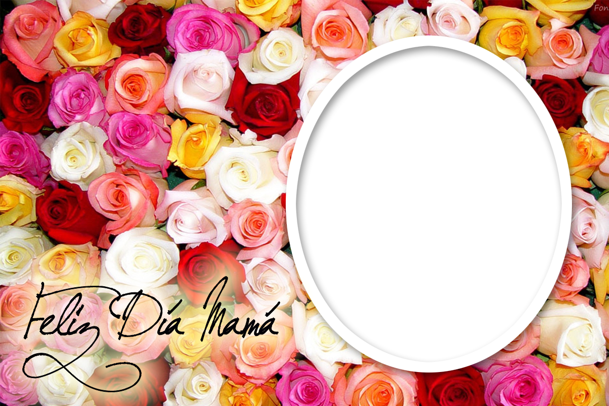 Rosas De Muchos Colores - Desktop Pic Of Flowers Clipart (1200x800), Png Download