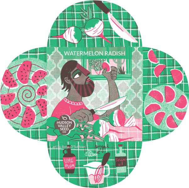Watermelon Radish On Display - Illustration Clipart (602x601), Png Download