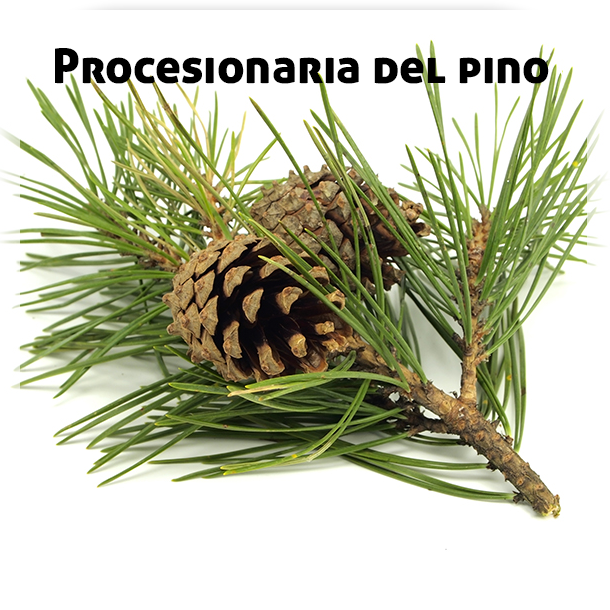 Procesionaria Pinos - Pine Branch Clipart (610x610), Png Download